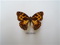 藏品(臺灣燦蛺蝶)的圖片